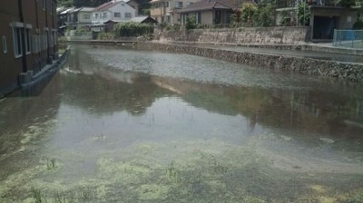 水のひかれた田んぼ